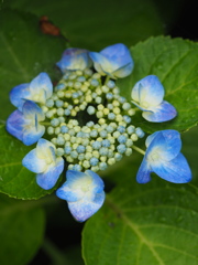 額紫陽花