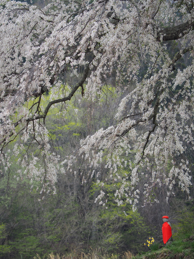 枝垂れ桜とお地蔵さん