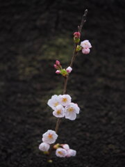 箕輪城の胴咲き桜