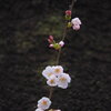 箕輪城の胴咲き桜