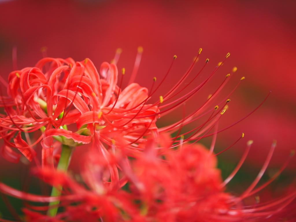 紅