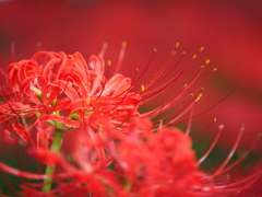 紅