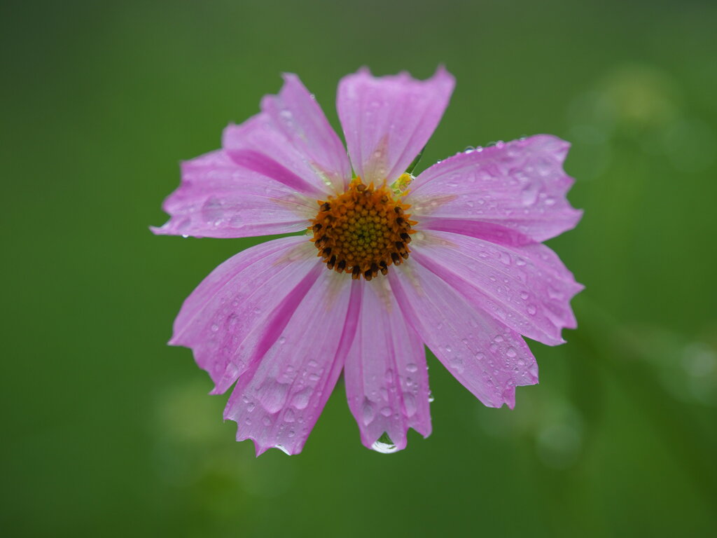 秋桜…雨