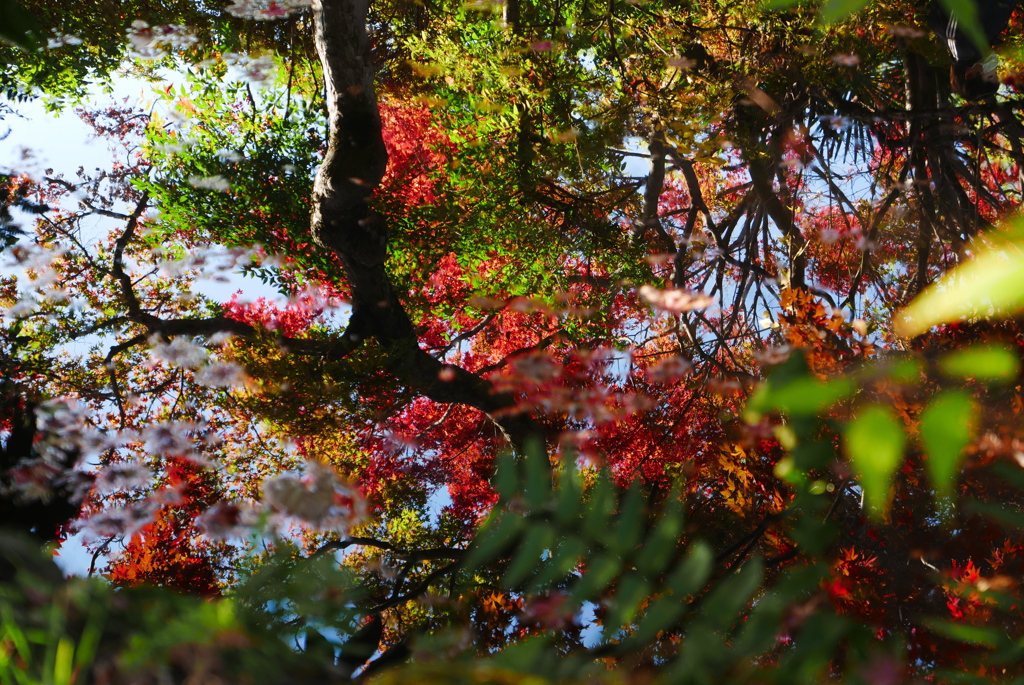 池の紅葉