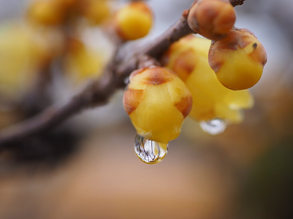 雪のち雨