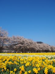 吾妻の春
