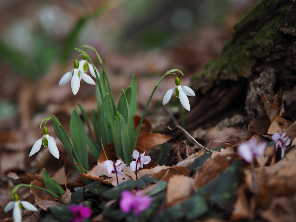 早春の森　Ⅱ