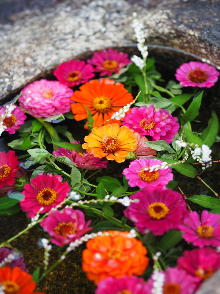 雨の花手水