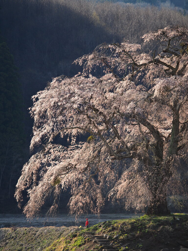 桜の足元に　Ⅱ