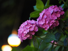夕暮れの紫陽花