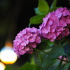 夕暮れの紫陽花