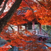 紅葉越し