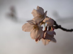 夕日の桜　Ⅱ