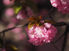 白井宿の八重桜　Ⅱ