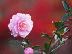 紅葉と山茶花