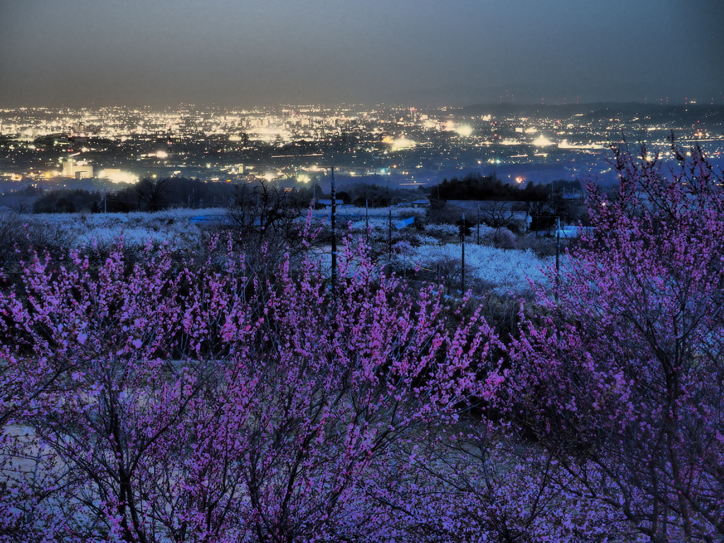 梅林からの夜景