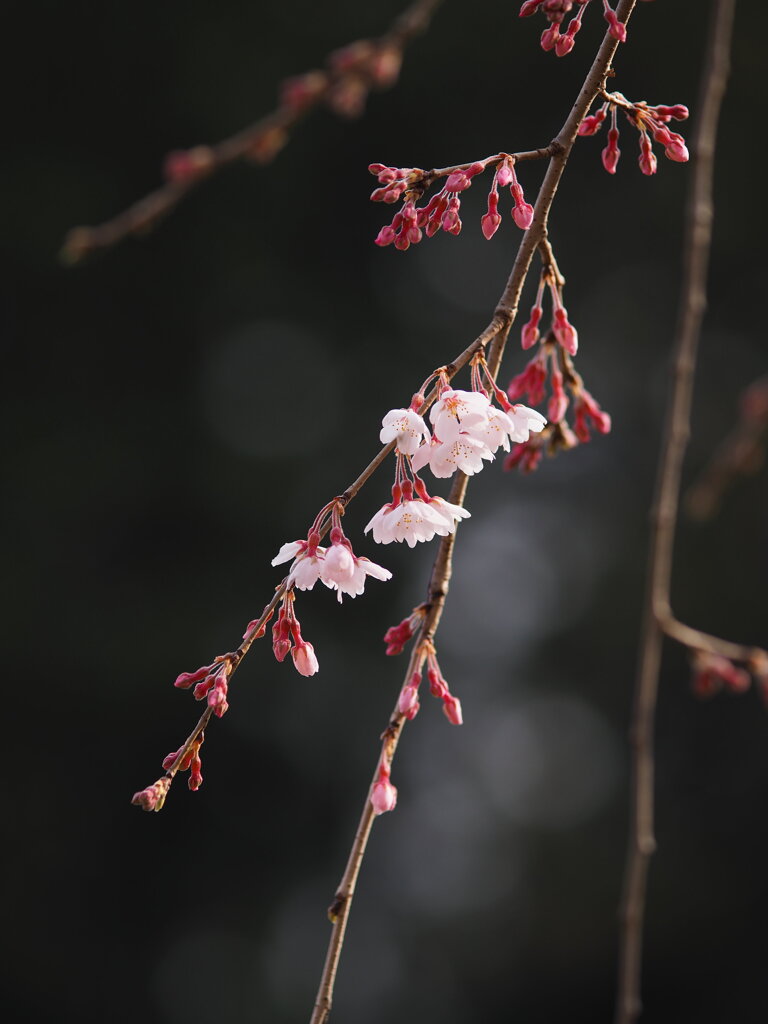 南瀧不動尊の枝垂れ桜　Ⅱ