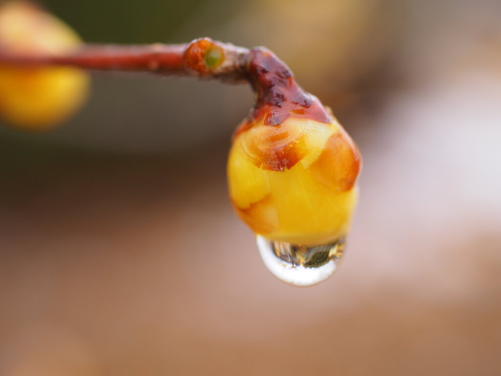 雪のち雨　Ⅱ