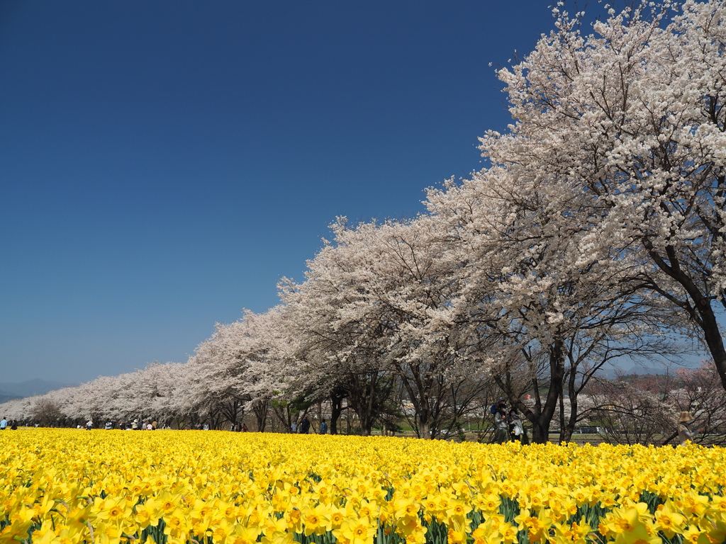 桜並木と水仙畑　Ⅱ