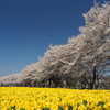 桜並木と水仙畑　Ⅱ