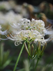 白花曼殊沙華