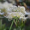 白花曼殊沙華