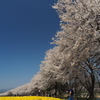 岩井の桜並木
