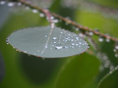 雨弾き