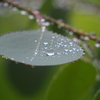 雨弾き