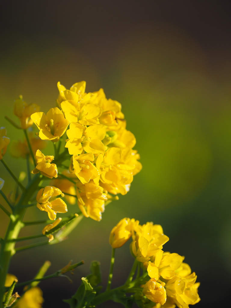 早春の花