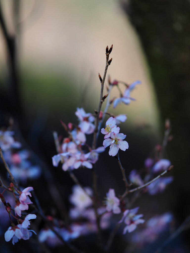 東海桜