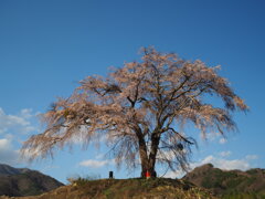 上発知の枝垂桜