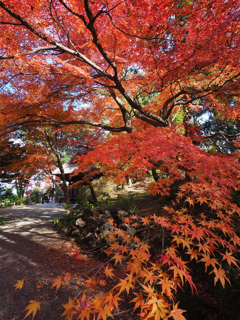 押し寄せる紅葉
