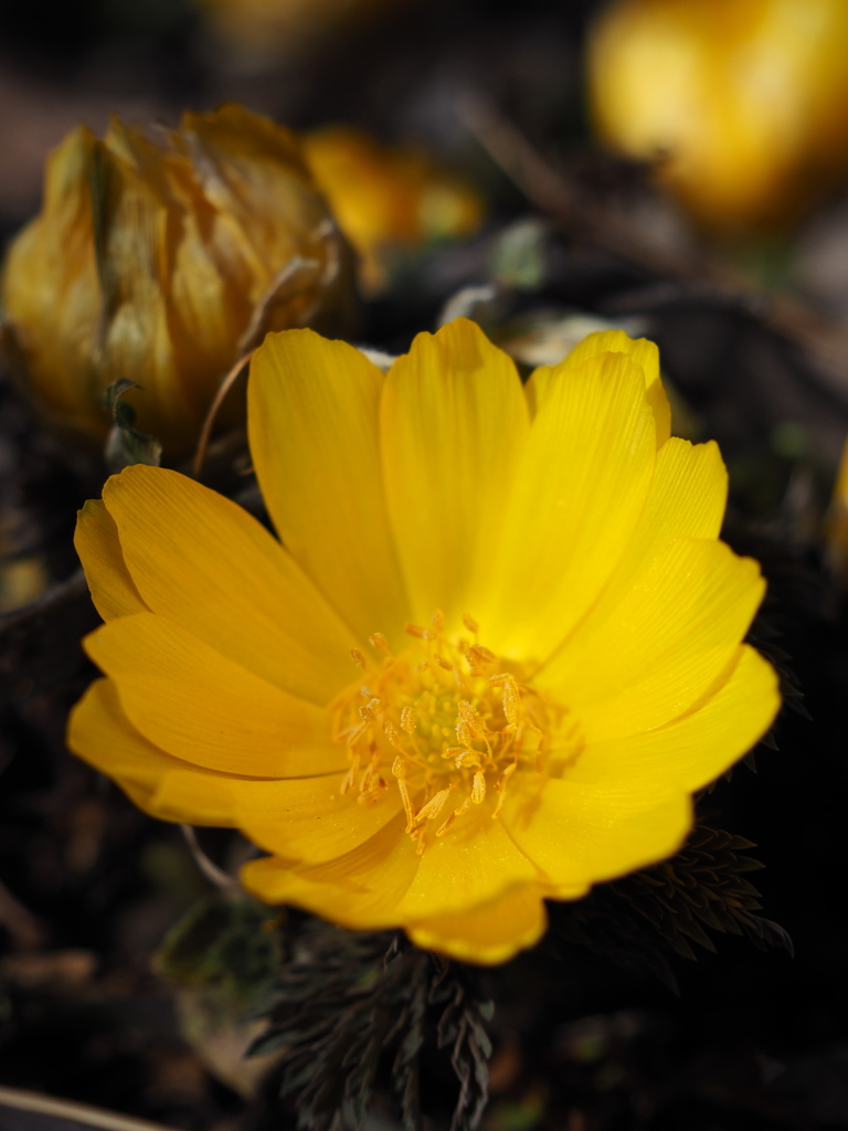 花開く