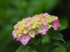 小野池あじさい公園　Ⅱ