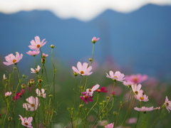 展望花の丘