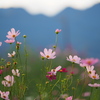 展望花の丘