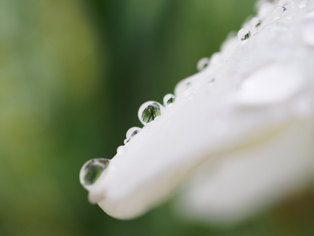 花弁の雫