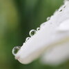 花弁の雫