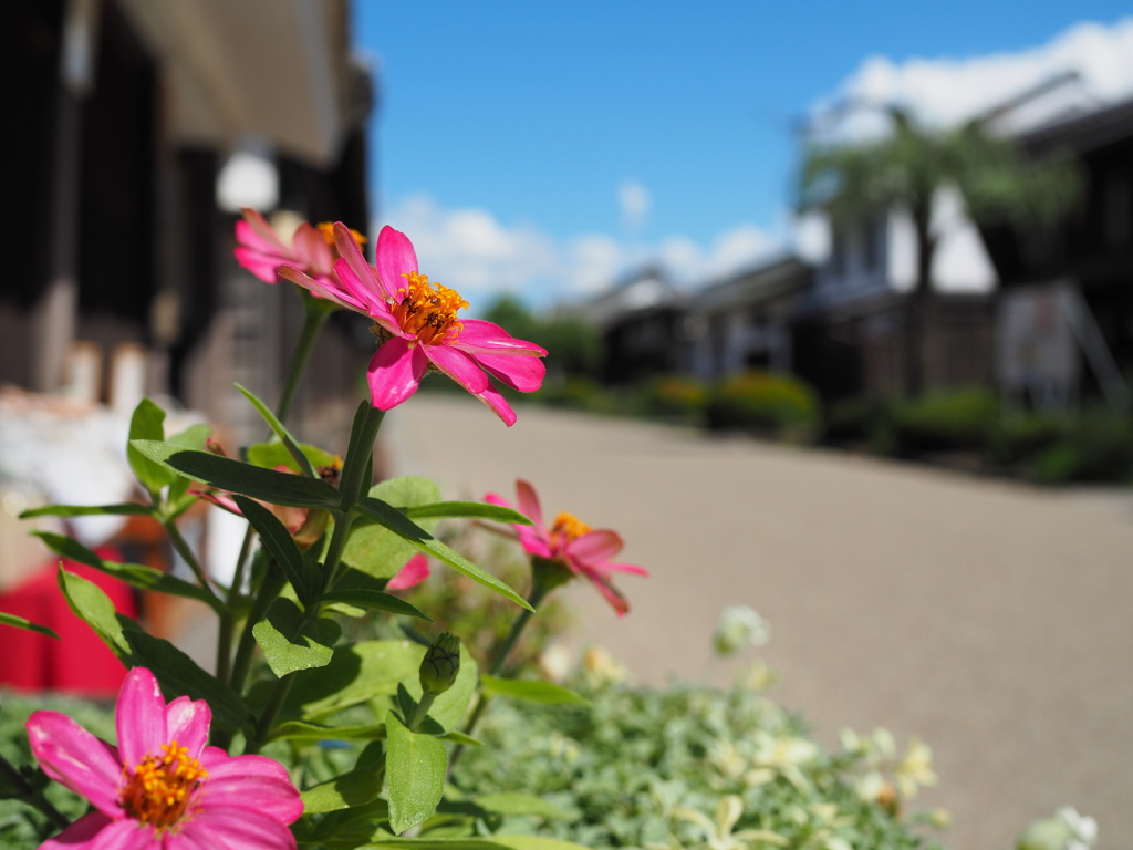 宿場町の花