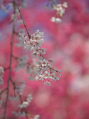 紅梅と枝垂れ桜