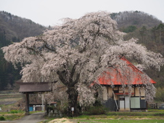 天照寺の枝垂れ桜