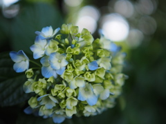 木陰の紫陽花