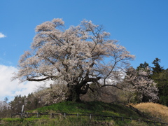 発知の苗代桜