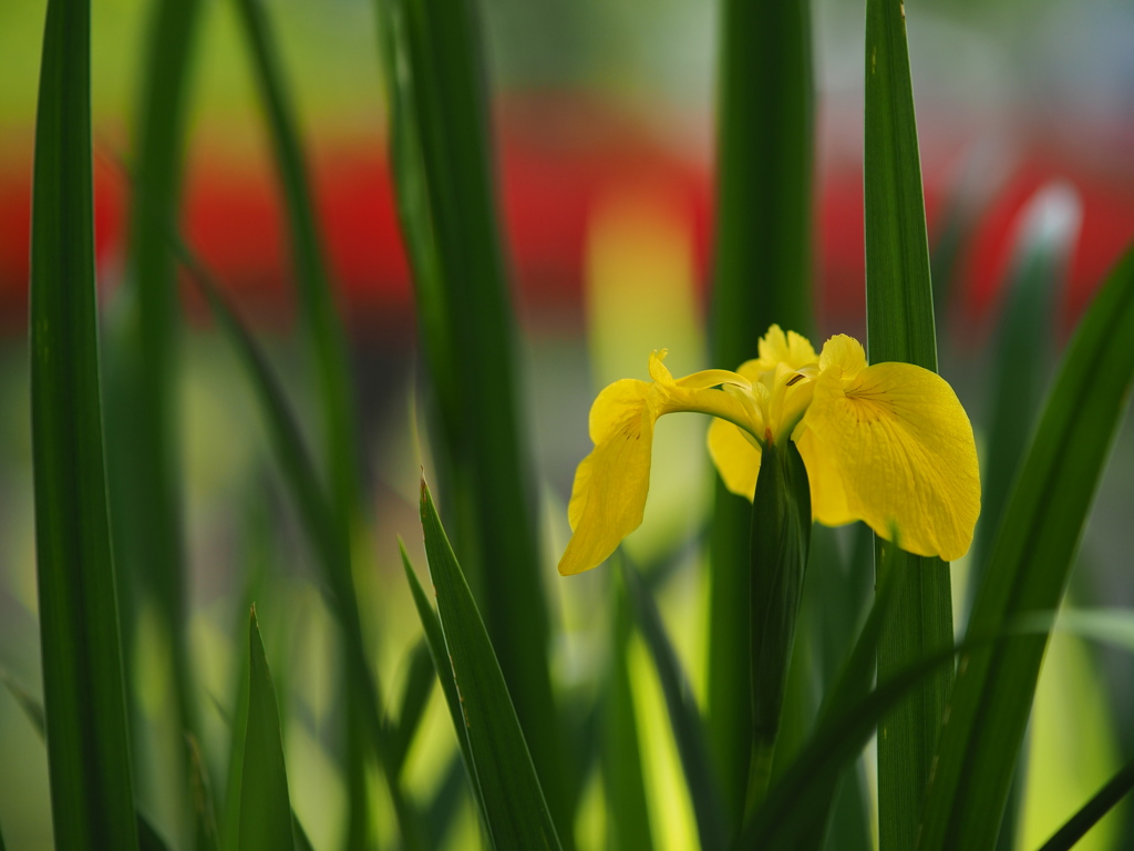 木陰の黄菖蒲