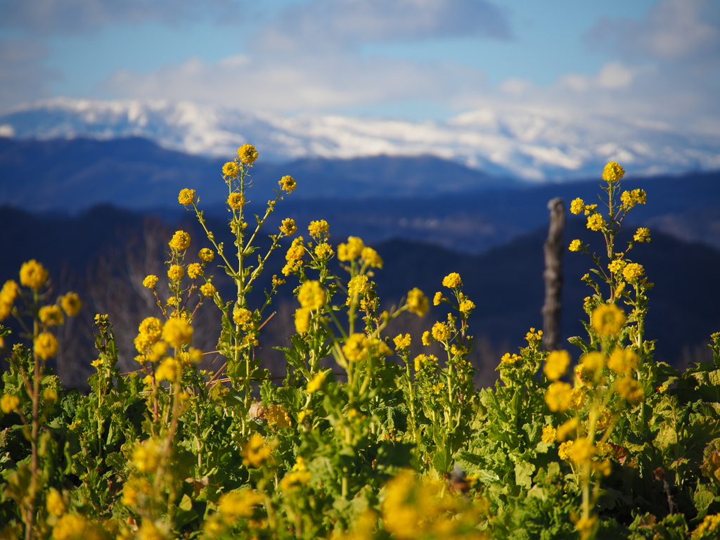 雪山と菜の花