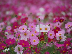 満開秋桜