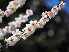 鈴生り