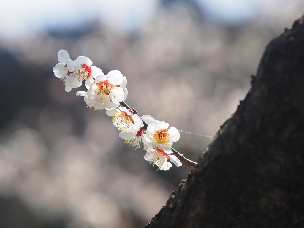 胴吹きの梅