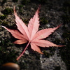 有終の美